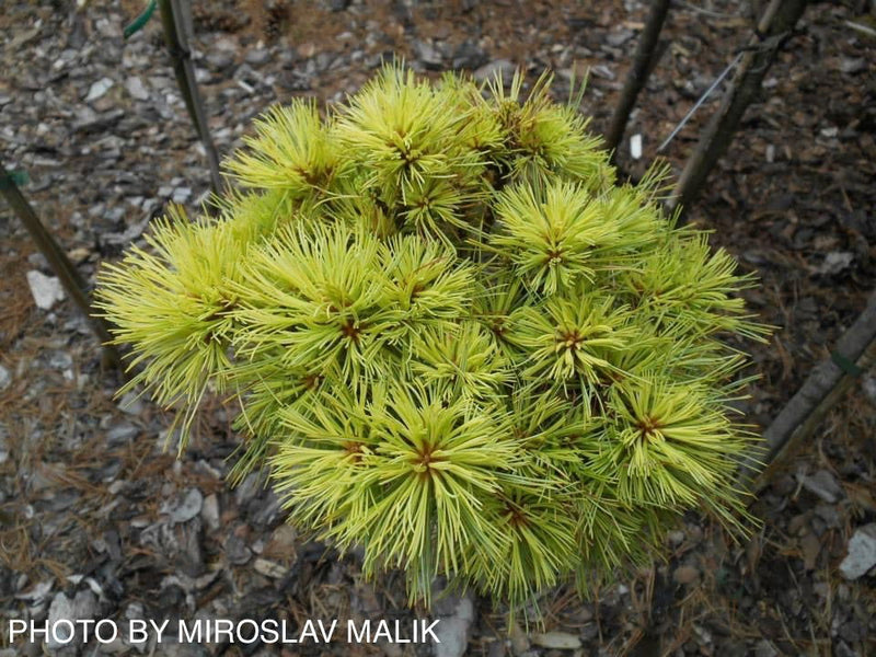 Buy Pinus strobus 'Greg' Dwarf White Pine Tree — Mr Maple │ Buy Japanese  Maple Trees