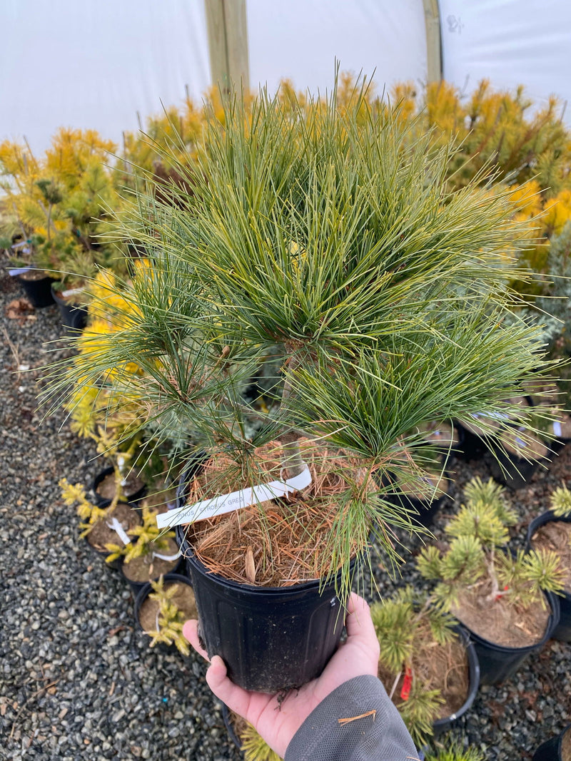 - Pinus strobus 'Greg' Dwarf White Pine Tree - Mr Maple │ Buy Japanese Maple Trees