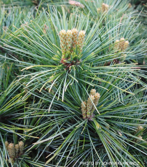 - Pinus strobus 'Horsford' Dwarf Eastern White Pine - Mr Maple │ Buy Japanese Maple Trees