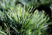 - Pinus strobus 'Horsford' Dwarf Eastern White Pine - Mr Maple │ Buy Japanese Maple Trees