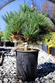 - Pinus strobus 'Horsford' Dwarf Eastern White Pine - Mr Maple │ Buy Japanese Maple Trees