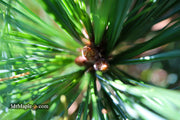 - Pinus strobus 'Horsford' Dwarf Eastern White Pine - Mr Maple │ Buy Japanese Maple Trees