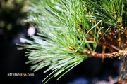 - Pinus strobus 'Horsford' Dwarf Eastern White Pine - Mr Maple │ Buy Japanese Maple Trees