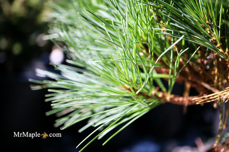 - Pinus strobus 'Horsford' Dwarf Eastern White Pine - Mr Maple │ Buy Japanese Maple Trees