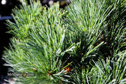 - Pinus strobus 'Horsford' Dwarf Eastern White Pine - Mr Maple │ Buy Japanese Maple Trees