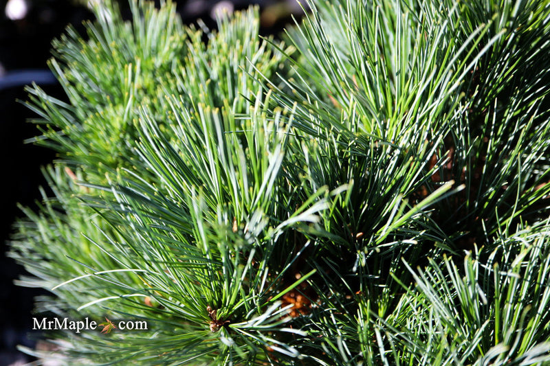 - Pinus strobus 'Horsford' Dwarf Eastern White Pine - Mr Maple │ Buy Japanese Maple Trees
