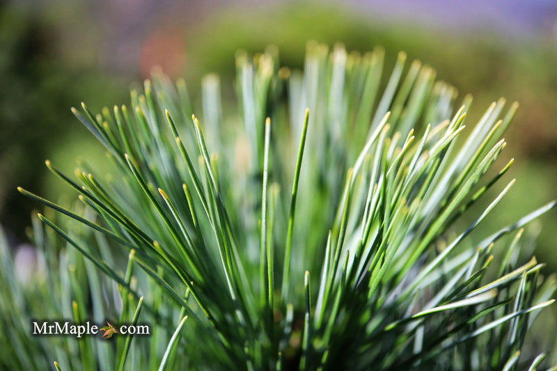 - Pinus strobus 'Horsford' Dwarf Eastern White Pine - Mr Maple │ Buy Japanese Maple Trees