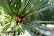- Pinus strobus 'Horsford' Dwarf Eastern White Pine - Mr Maple │ Buy Japanese Maple Trees