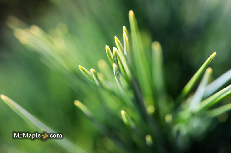 - Pinus strobus 'Horsford' Dwarf Eastern White Pine - Mr Maple │ Buy Japanese Maple Trees
