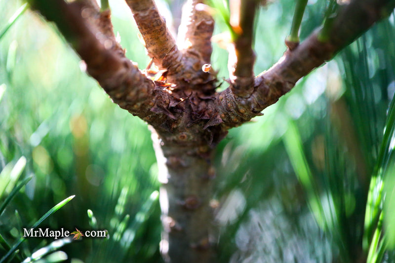 - Pinus strobus 'Horsford' Dwarf Eastern White Pine - Mr Maple │ Buy Japanese Maple Trees