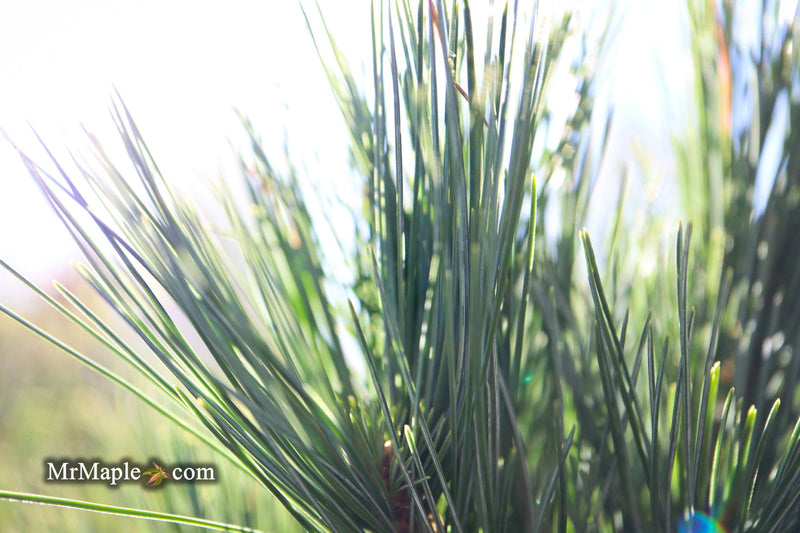 - Pinus strobus 'Horsford' Dwarf Eastern White Pine - Mr Maple │ Buy Japanese Maple Trees