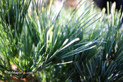 - Pinus strobus 'Horsford' Dwarf Eastern White Pine - Mr Maple │ Buy Japanese Maple Trees