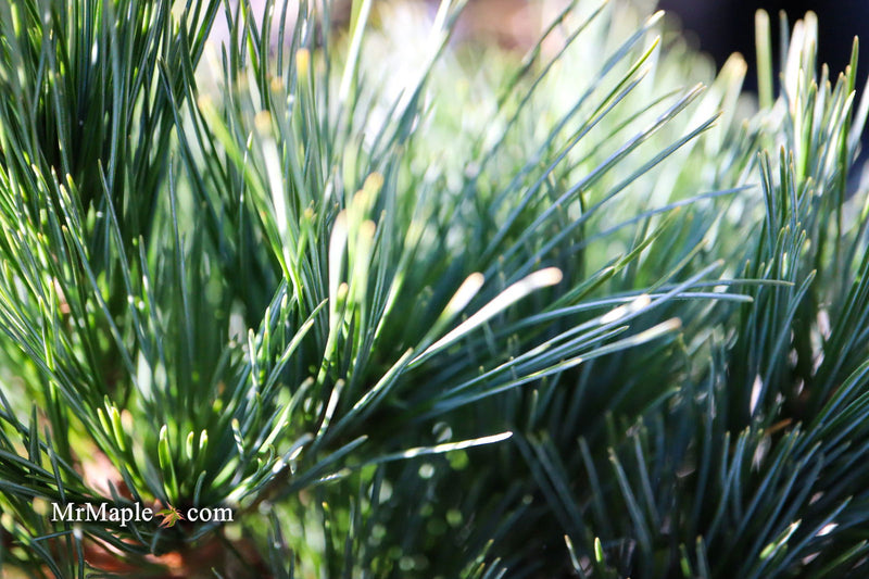- Pinus strobus 'Horsford' Dwarf Eastern White Pine - Mr Maple │ Buy Japanese Maple Trees