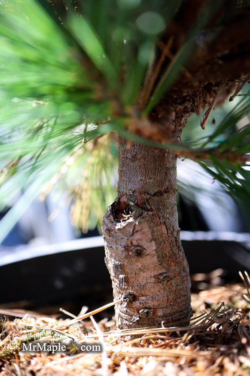 - Pinus strobus 'Horsford' Dwarf Eastern White Pine - Mr Maple │ Buy Japanese Maple Trees
