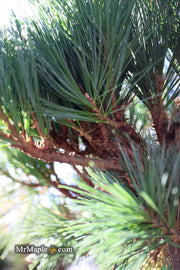 - Pinus strobus 'Horsford' Dwarf Eastern White Pine - Mr Maple │ Buy Japanese Maple Trees