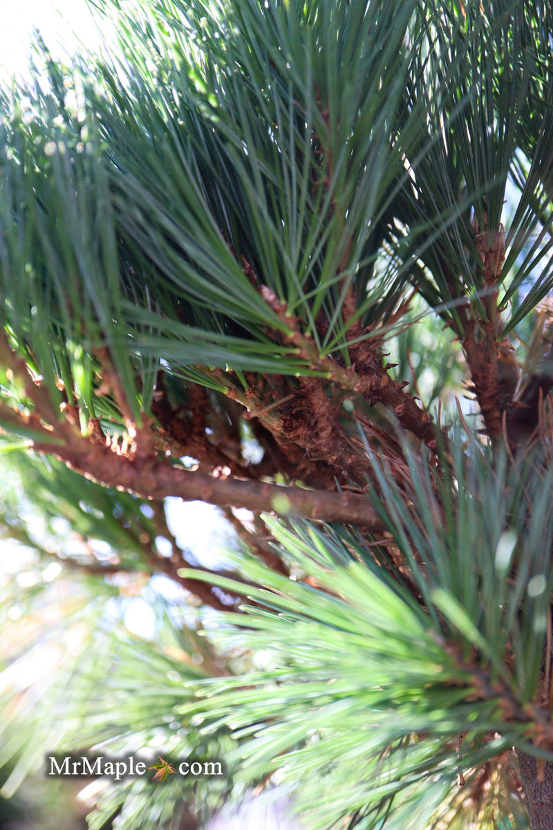 - Pinus strobus 'Horsford' Dwarf Eastern White Pine - Mr Maple │ Buy Japanese Maple Trees