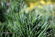 - Pinus strobus 'Horsford' Dwarf Eastern White Pine - Mr Maple │ Buy Japanese Maple Trees