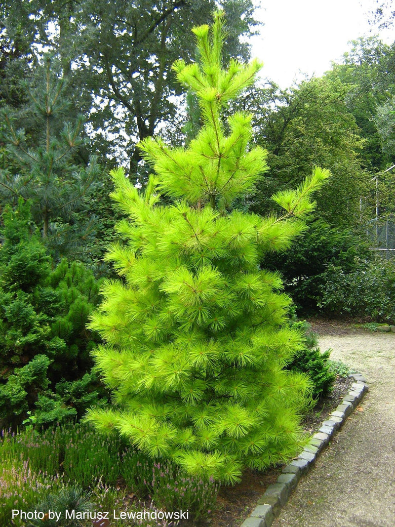 - Pinus strobus 'Louie' Rare Golden Yellow Variegated White Pine Tree - Mr Maple │ Buy Japanese Maple Trees