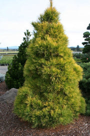 - Pinus strobus 'Louie' Rare Golden Yellow Variegated White Pine Tree - Mr Maple │ Buy Japanese Maple Trees