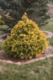 - Pinus strobus 'Louie' Rare Golden Yellow Variegated White Pine Tree - Mr Maple │ Buy Japanese Maple Trees