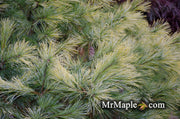 - Pinus strobus 'Louie' Rare Golden Yellow Variegated White Pine Tree - Mr Maple │ Buy Japanese Maple Trees
