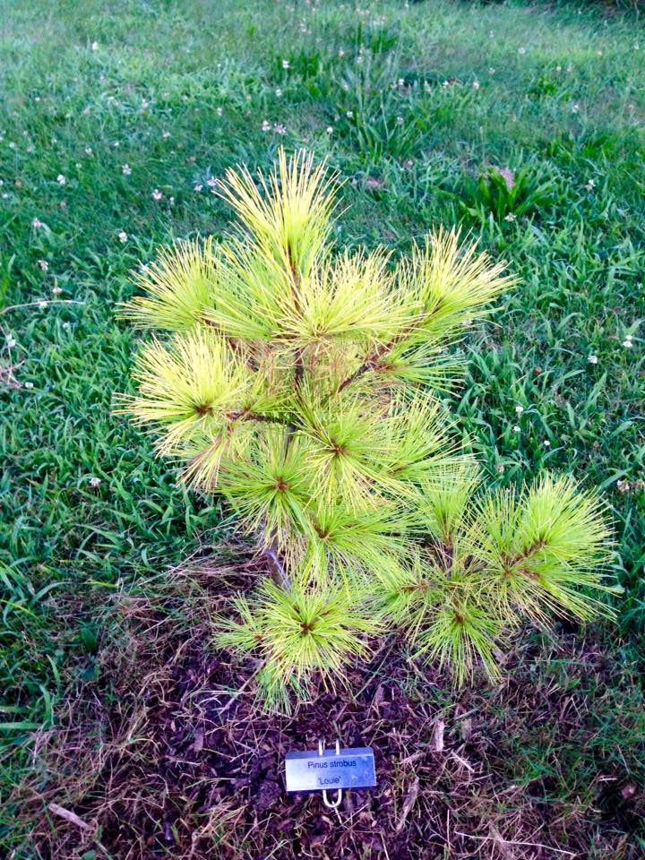 - Pinus strobus 'Louie' Rare Golden Yellow Variegated White Pine Tree - Mr Maple │ Buy Japanese Maple Trees