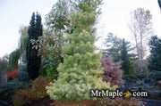 - Pinus strobus 'Louie' Rare Golden Yellow Variegated White Pine Tree - Mr Maple │ Buy Japanese Maple Trees