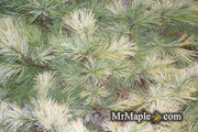 - Pinus strobus 'Louie' Rare Golden Yellow Variegated White Pine Tree - Mr Maple │ Buy Japanese Maple Trees