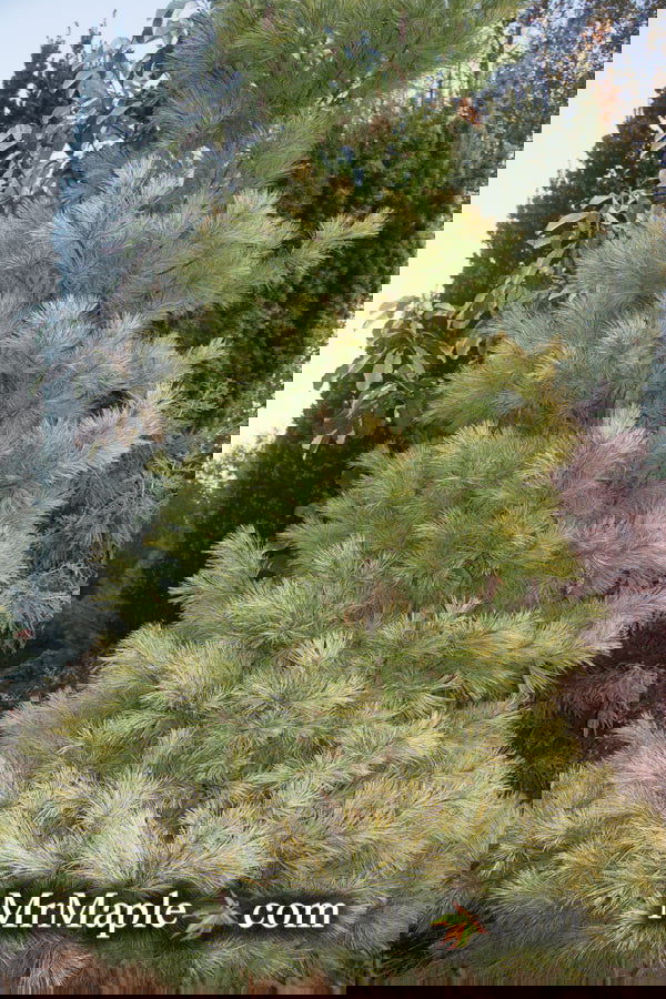 - Pinus strobus 'Louie' Rare Golden Yellow Variegated White Pine Tree - Mr Maple │ Buy Japanese Maple Trees