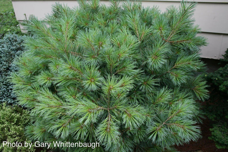 - Pinus strobus 'Macopin' Dwarf White Pine Tree - Mr Maple │ Buy Japanese Maple Trees