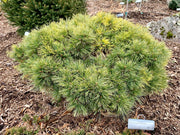 - Pinus strobus 'Macopin' Dwarf White Pine Tree - Mr Maple │ Buy Japanese Maple Trees