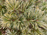 - Pinus strobus 'Macopin' Dwarf White Pine Tree - Mr Maple │ Buy Japanese Maple Trees