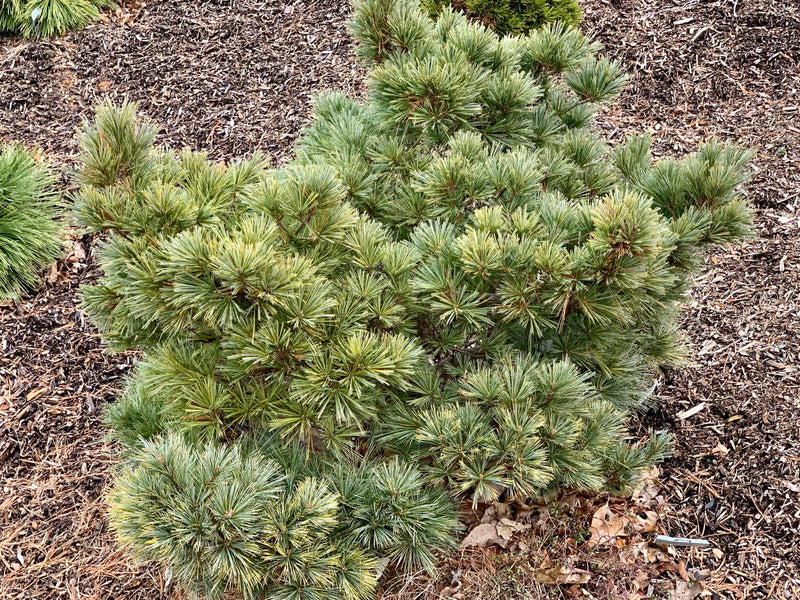 - Pinus strobus 'Macopin' Dwarf White Pine Tree - Mr Maple │ Buy Japanese Maple Trees