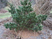 - Pinus strobus 'Macopin' Dwarf White Pine Tree - Mr Maple │ Buy Japanese Maple Trees