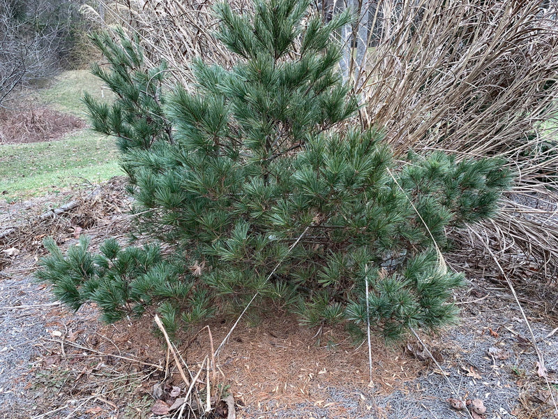 - Pinus strobus 'Macopin' Dwarf White Pine Tree - Mr Maple │ Buy Japanese Maple Trees