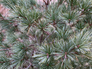 - Pinus strobus 'Macopin' Dwarf White Pine Tree - Mr Maple │ Buy Japanese Maple Trees