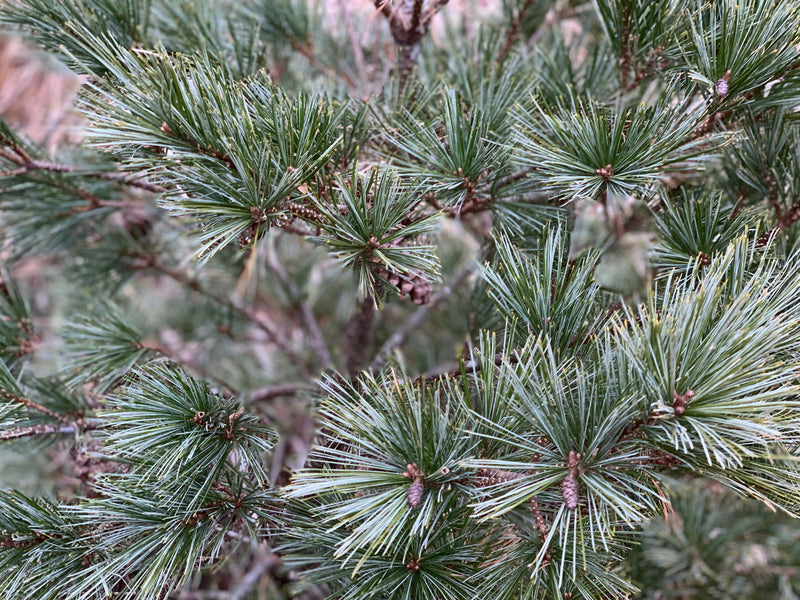 - Pinus strobus 'Macopin' Dwarf White Pine Tree - Mr Maple │ Buy Japanese Maple Trees