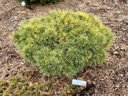 - Pinus strobus 'Macopin' Dwarf White Pine Tree - Mr Maple │ Buy Japanese Maple Trees