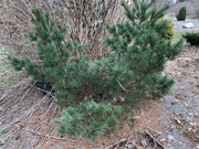- Pinus strobus 'Macopin' Dwarf White Pine Tree - Mr Maple │ Buy Japanese Maple Trees