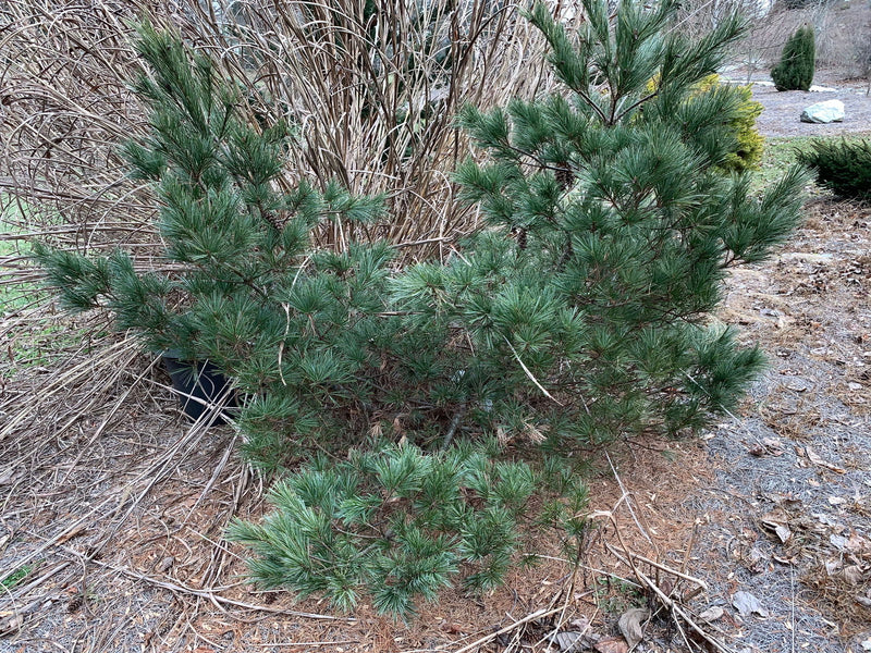 - Pinus strobus 'Macopin' Dwarf White Pine Tree - Mr Maple │ Buy Japanese Maple Trees