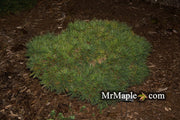 - Pinus strobus 'Macopin' Dwarf White Pine Tree - Mr Maple │ Buy Japanese Maple Trees