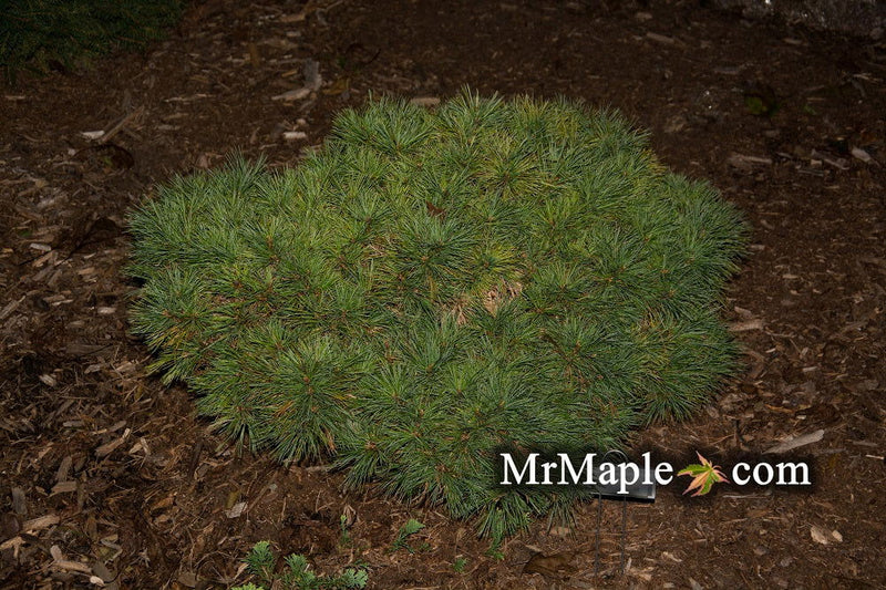 - Pinus strobus 'Macopin' Dwarf White Pine Tree - Mr Maple │ Buy Japanese Maple Trees