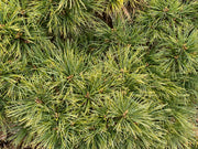 - Pinus strobus 'Macopin' Dwarf White Pine Tree - Mr Maple │ Buy Japanese Maple Trees