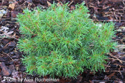 - Pinus strobus 'Mini Twists' Dwarf White Pine - Mr Maple │ Buy Japanese Maple Trees