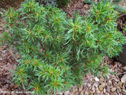 - Pinus strobus 'Mini Twists' Dwarf White Pine - Mr Maple │ Buy Japanese Maple Trees