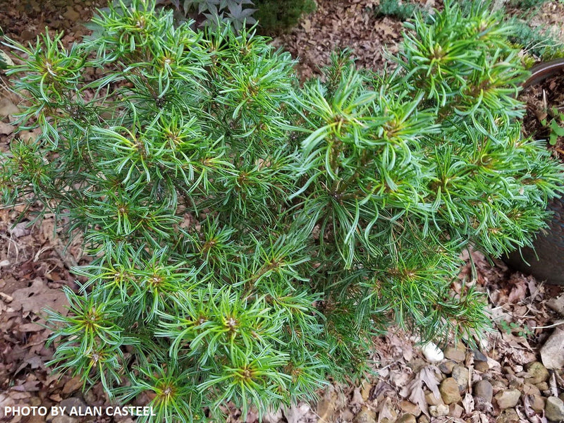 - Pinus strobus 'Mini Twists' Dwarf White Pine - Mr Maple │ Buy Japanese Maple Trees