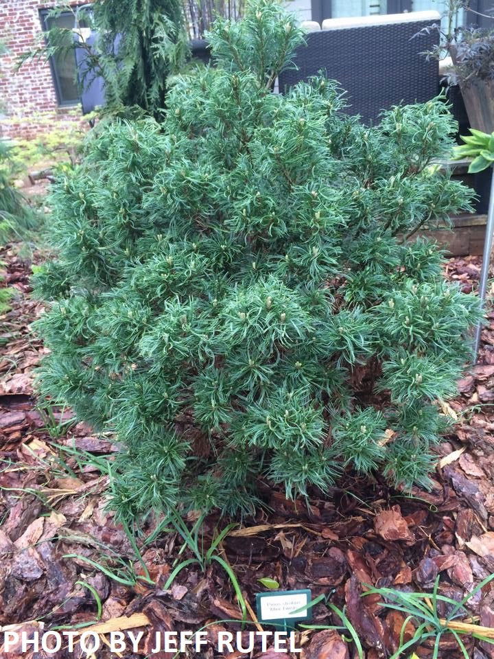 - Pinus strobus 'Mini Twists' Dwarf White Pine - Mr Maple │ Buy Japanese Maple Trees