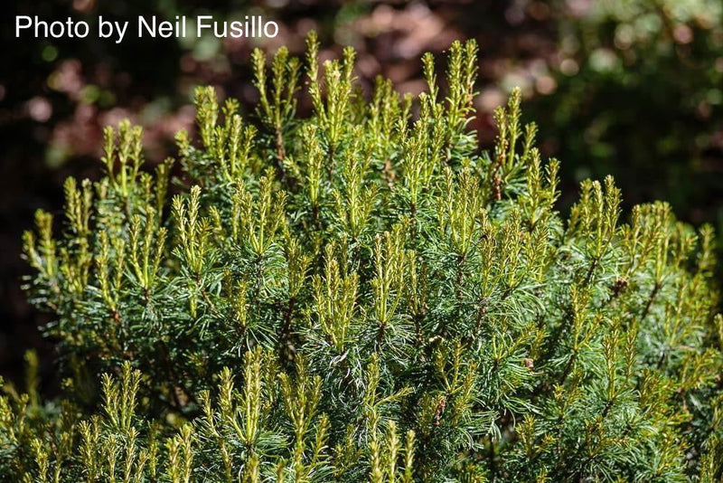 - Pinus strobus 'Mini Twists' Dwarf White Pine - Mr Maple │ Buy Japanese Maple Trees