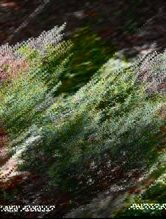 - Pinus strobus 'Mini Twists' Dwarf White Pine - Mr Maple │ Buy Japanese Maple Trees