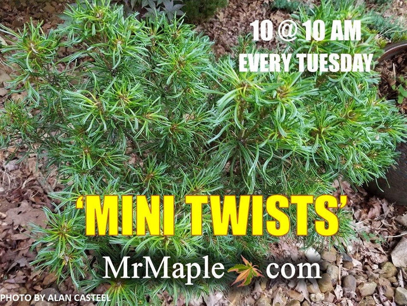 - Pinus strobus 'Mini Twists' Dwarf White Pine - Mr Maple │ Buy Japanese Maple Trees